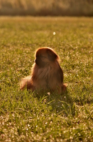 Pepi kesälomalla Muhun saarella